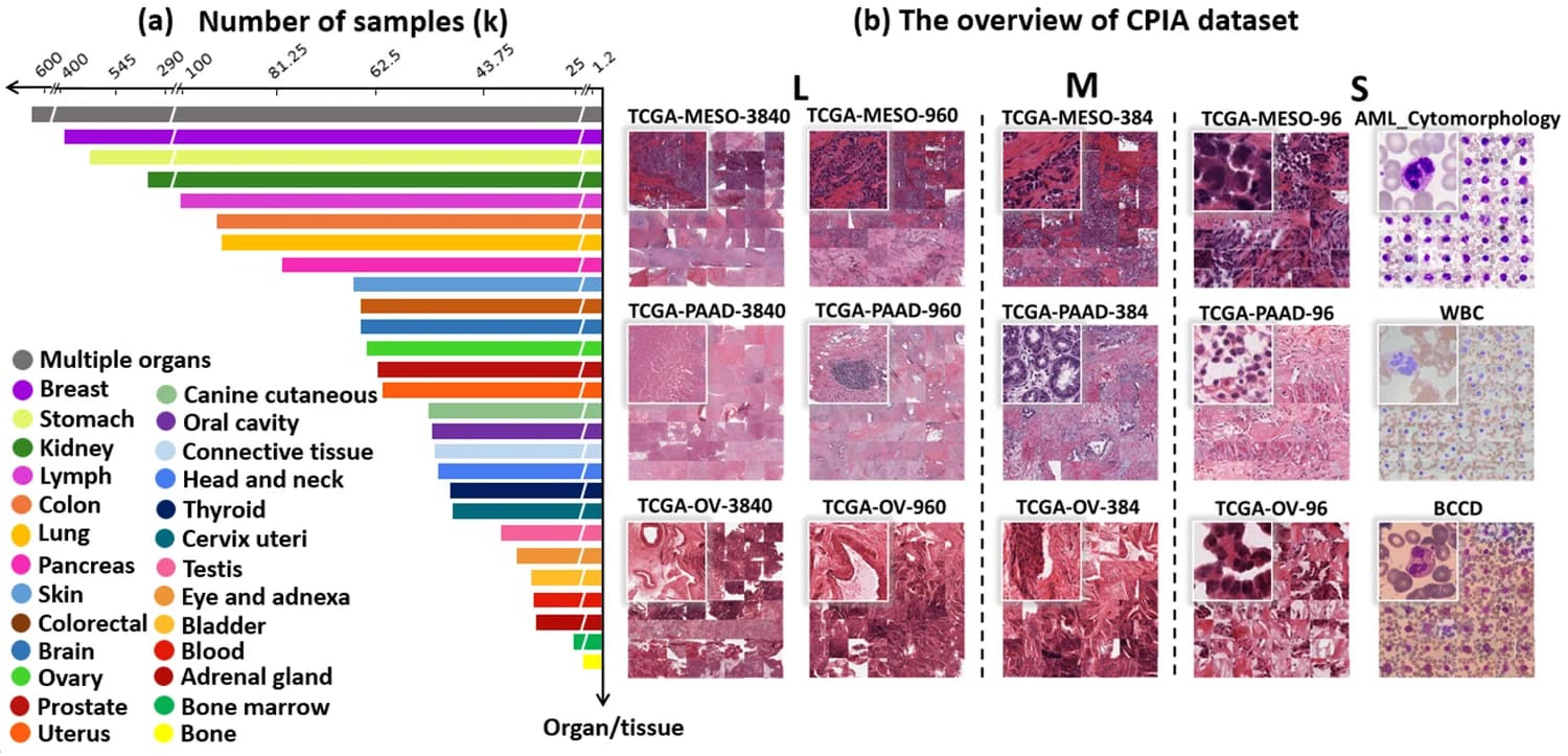 CPIA-mini distribution and representative image scales.