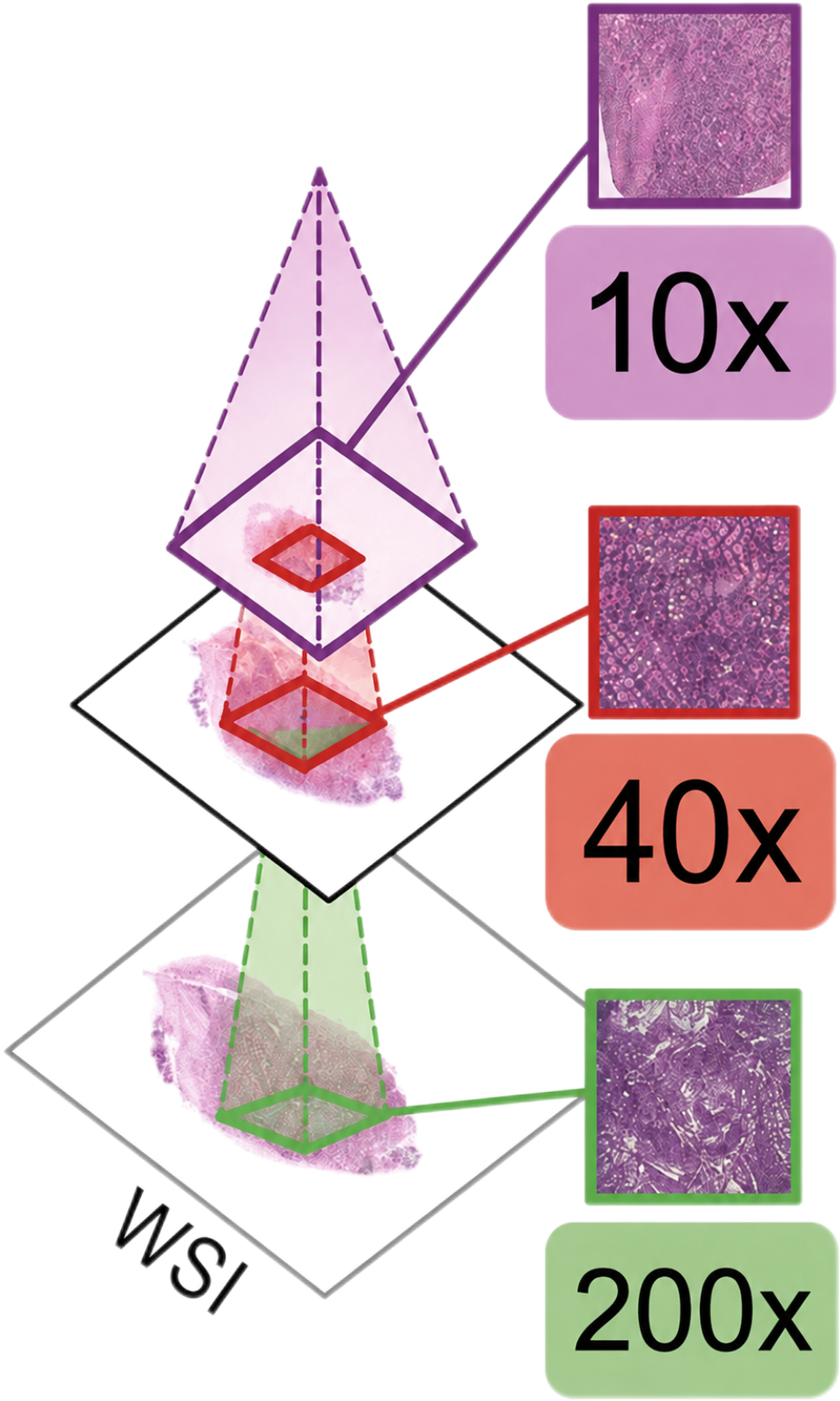 Multi-scale WSI pyramid